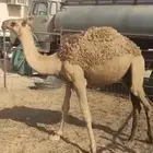 بكره مفروده قصب