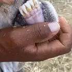 نعجه والد معها طلي ورخل اعمارهم شهر ونص سنها موضح