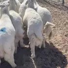 طليان حري مناسبات وتمائم