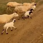 ضان بلدي مناتيج