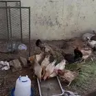 دجاج بلدي
