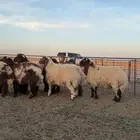 نعيم بلدي