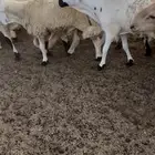 طليان سواكن مرابي