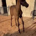 مهر واهو معه