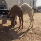 قعدان حيران