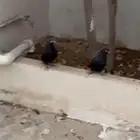 حمام قلابي للبيع