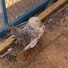 حمام رقاص