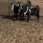 جفرات عوارض صنف الصنف معرفه