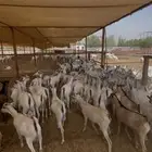 يا بلاش ذبيحتك ب 500 ريال فقط