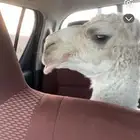 عشرا وضحا