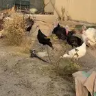 دواجن للبيع