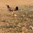 2 دجاج بفروخهم