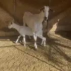 عنز بيشيه
