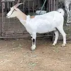 عنز قزميه طيبه دافع