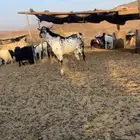 تيس بيشي فحل للبيع