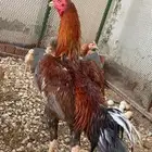 ديك باكستاني سندي سلالة غبشان