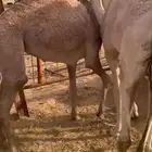 قعدن بلدي