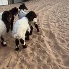 بهم نعيم خصم