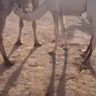 حشو قعدان