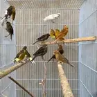 ماشاءالله كناري انتاج البلد