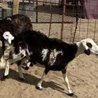 والد ودافع ان شاءالله