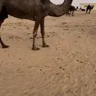 ضروبه مجهم عازل بنتها