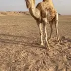 للبيع البعير