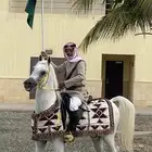 للبيع حصان عربي - مصري 2017