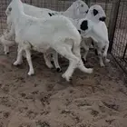 سواكن