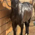 مهر العمر سنتين ونص معسوف وطبع جميل