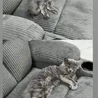 قطط اثنين تبني