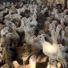 صوص دجاج بلدي