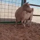 السلام عليكم عرضنا ماعز قزم معرف