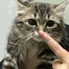 قطه شيرازيه