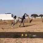 السلام عليكم عرض فرس شعبيه شيخه عمرها ثلاث باقي التفصيل خاص