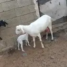 معزا بيشيات صنف الصنف