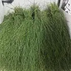 مرخ وسلع اخضر