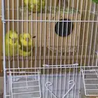 طيور الحب للبيع
