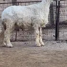 مشروع عيسي مطور