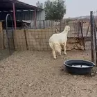 فحل ثني فاخر مشروط مالطيه امراض كل شي
