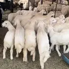 بهم تربية