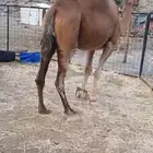 نياق ثلاث لقح