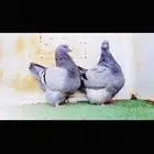 زوج فرش بلوبار top