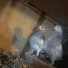 حمام باكستاني