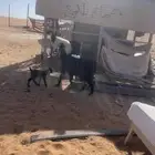 عنز عارضيه حدرها تيس