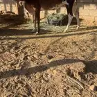 بقره بلديه   بقره بكر المانيه