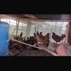 دجاج مشكل فيه بلدي وفيه بكستاني وفيه فرنسي