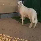 مشروع فحل اصفر العمر 4شهور ونص