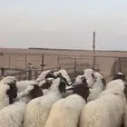هرفي فاخر نعيم