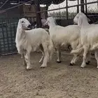 مشاريع فحول كفو